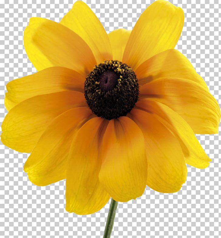 Common Sunflower Daisy Family Dahlia Pollen PNG, Clipart, Annual Plant, Camomile, Common Daisy, Common Sunflower, Dahlia Free PNG Download