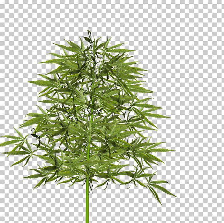 Dill Tree Plant Food Japanese Maple PNG, Clipart, Cannabis, Carrot, Daucus Carota, Dill, Food Free PNG Download