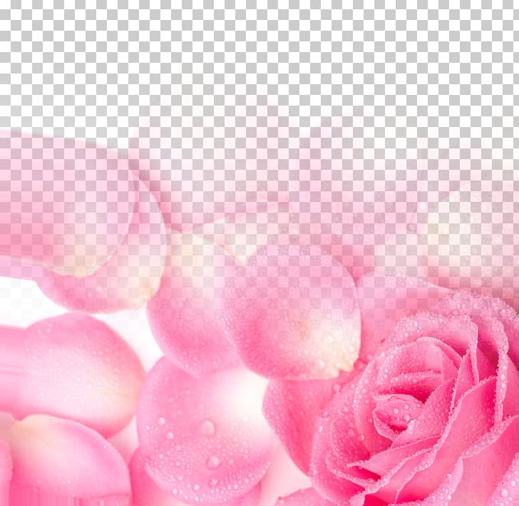 Garden Roses Pink Petal PNG, Clipart, Childrens Day, Closeup, Computer Wallpaper, Creative, Dia Dos Namorados Free PNG Download