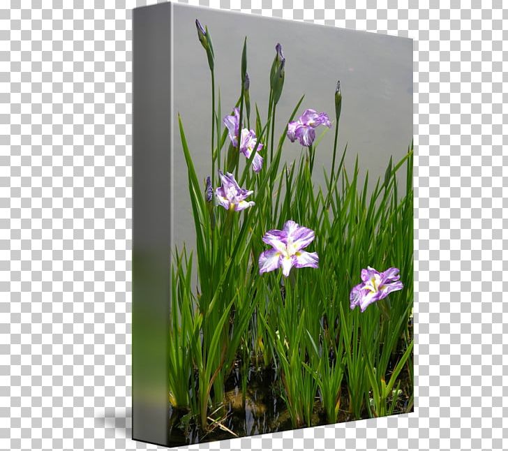 Meadow Crocus Wildflower Lawn PNG, Clipart, Crocus, Flora, Flower, Flowering Plant, Grass Free PNG Download