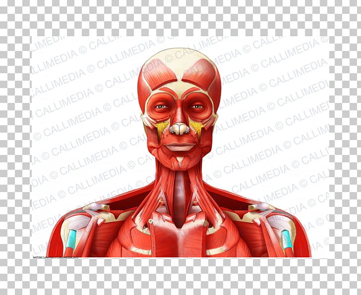Muscle Head And Neck Anatomy Head And Neck Anatomy Muscular System PNG, Clipart, Action Figure, Anatomy, Blood Vessel, Bone, Fictional Character Free PNG Download