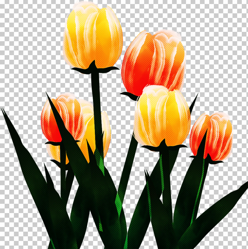 Orange PNG, Clipart, Bud, Cut Flowers, Flower, Lady Tulip, Lily Family Free PNG Download