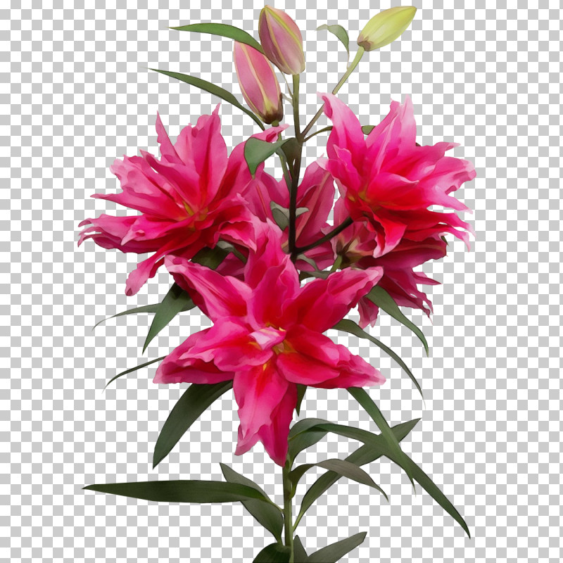 Floral Design PNG, Clipart, Biology, Cut Flowers, Floral Design, Flower, Lily M Free PNG Download