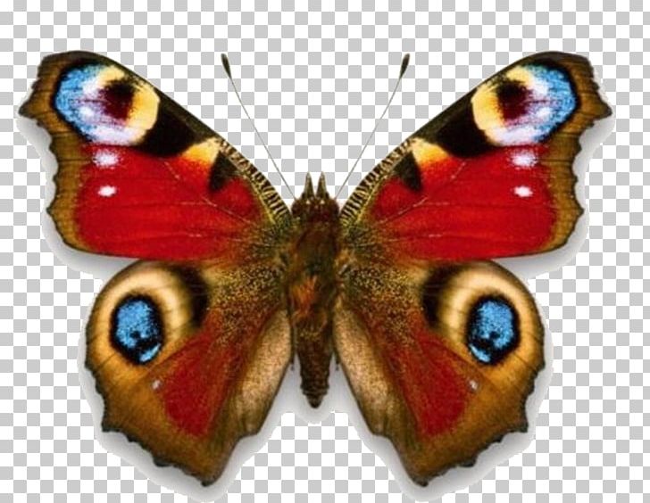 Butterfly Red Admiral Aglais Io Stock Photography PNG, Clipart, Aglais Io, Animal, Brush Footed Butterfly, Butterflies, Butterfly Group Free PNG Download