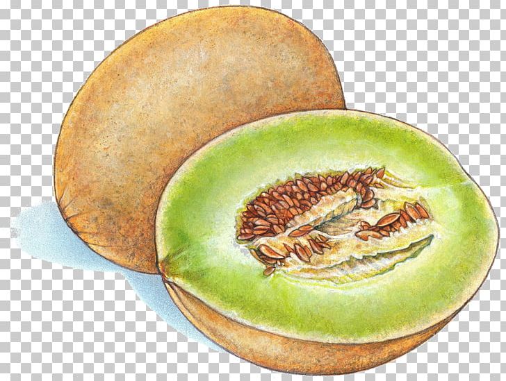 Fruit Honeydew Cantaloupe Melon Drawing PNG, Clipart, Canary Melon, Cantaloupe, Cucumber Gourd And Melon Family, Cucumis, Dish Free PNG Download