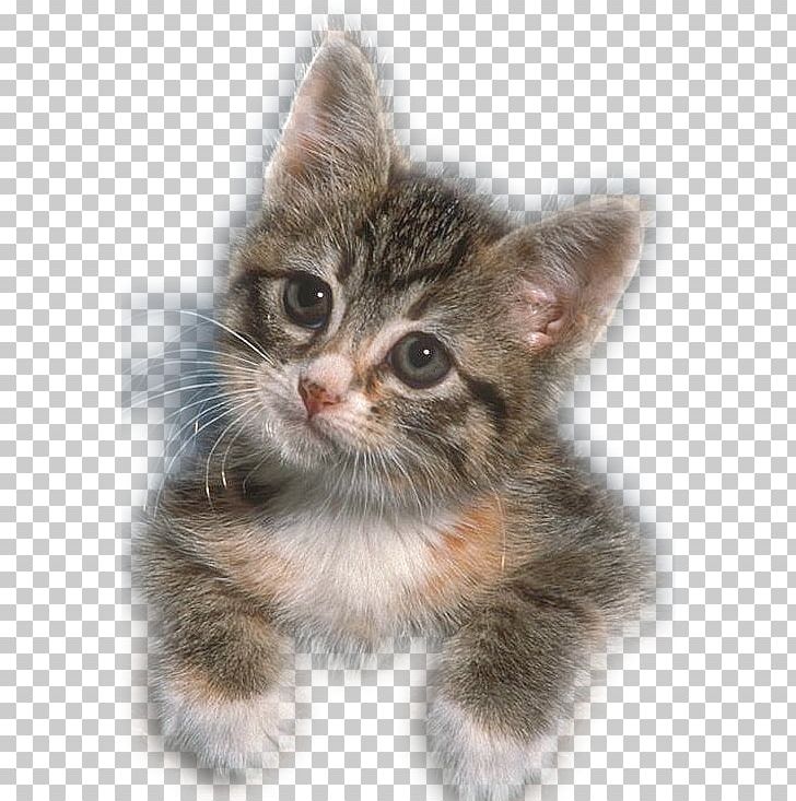 Kitten Siberian Cat Devon Rex Lolcat Cuteness PNG, Clipart, American Shorthair, Animal, Animals, Carnivoran, Cat Like Mammal Free PNG Download