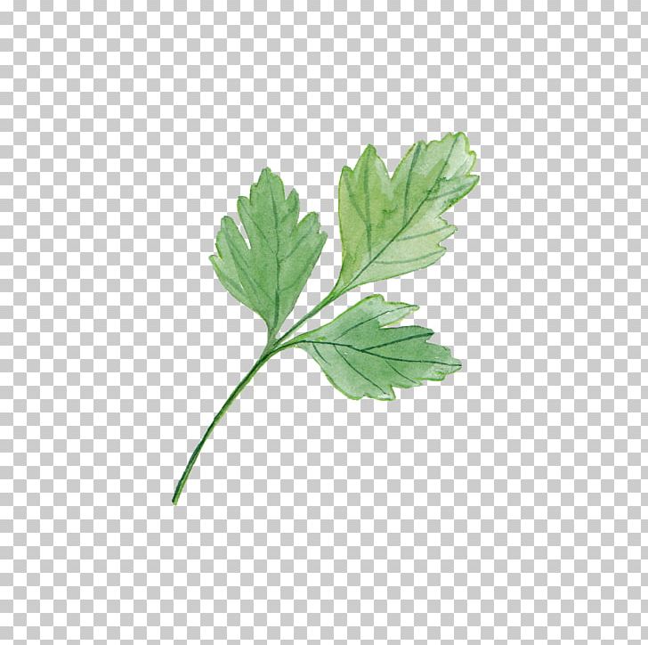 Leaf Plant Watercolor Painting Yard PNG, Clipart, Autumn Leaves, Banana Leaves, Blade, Branch, Fall Leaves Free PNG Download