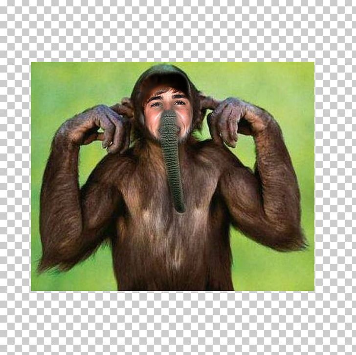 Common Chimpanzee Monkey Orangutan Photography PNG, Clipart, Arm, Chimpanzee, Common Chimpanzee, Elephant Rabbit, Face Free PNG Download
