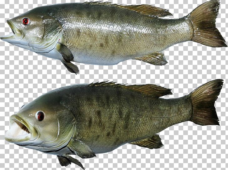 Salmon Fish Products PNG, Clipart, Animals, Animal Source Foods, Barramundi, Bass, Bony Fish Free PNG Download
