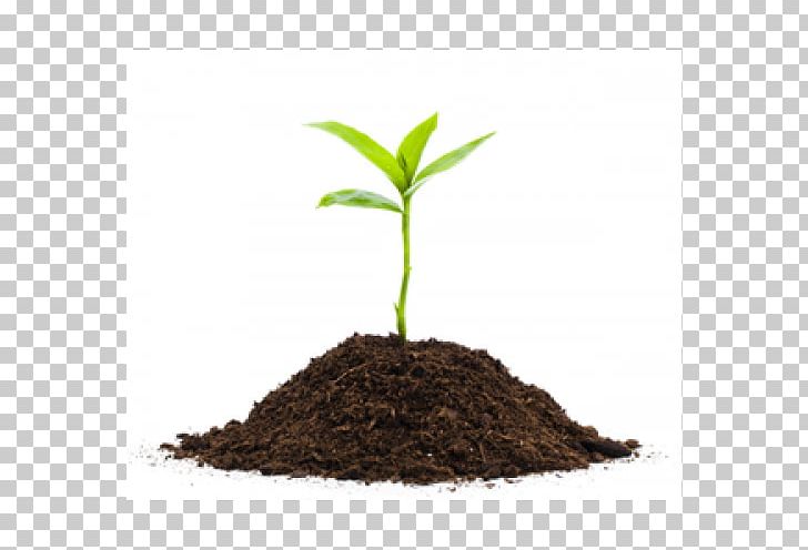 Seedling Plants Soil PNG, Clipart, Compost, Fertilisers, Hemp, Nature, Plants Free PNG Download