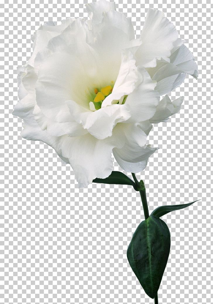 Carnation Cut Flowers Color Nosegay PNG, Clipart, Beyaz Cicekler, Branch, Camellia, Carnation, Cicekler Free PNG Download