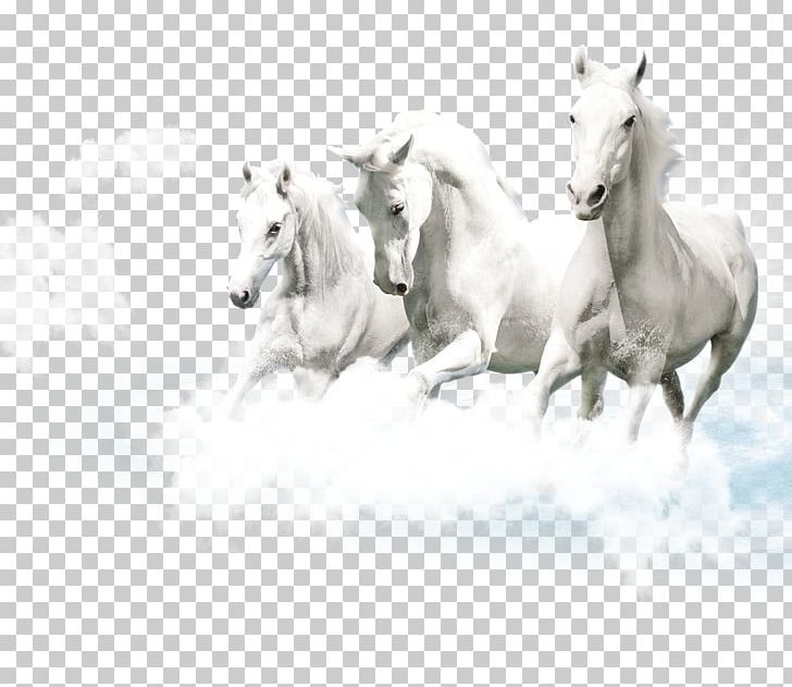 Friesian Horse Lipizzan White Ceramic PNG, Clipart, Black And White, Business, Camargue Horse, Company, Company Free PNG Download