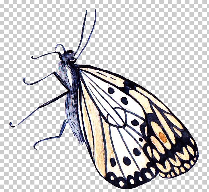Monarch Butterfly Moth Pieridae PNG, Clipart, Arthropod, Blue Butterfly, Brush Footed Butterfly, Butterflies, Butterfly Free PNG Download