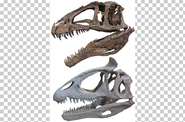 Acrocanthosaurus Carcharodontosaurus Tyrannosaurus Spinosaurus Torvosaurus PNG, Clipart, Acrocanthosaurus, Antorbital Fenestra, Bone, Carcharodontosaurus, Cryolophosaurus Free PNG Download