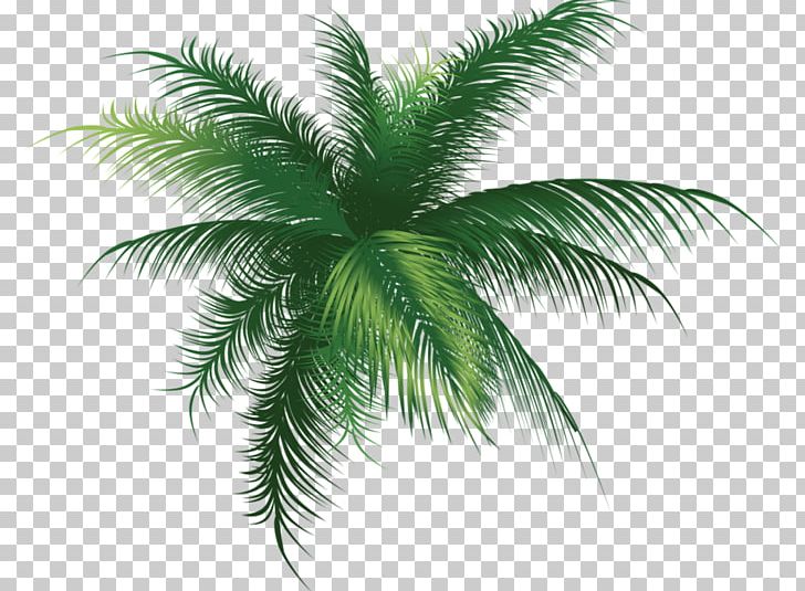 Arecaceae Tree PNG, Clipart, Arecaceae, Arecales, Attalea Speciosa, Borassus Flabellifer, Coconut Free PNG Download