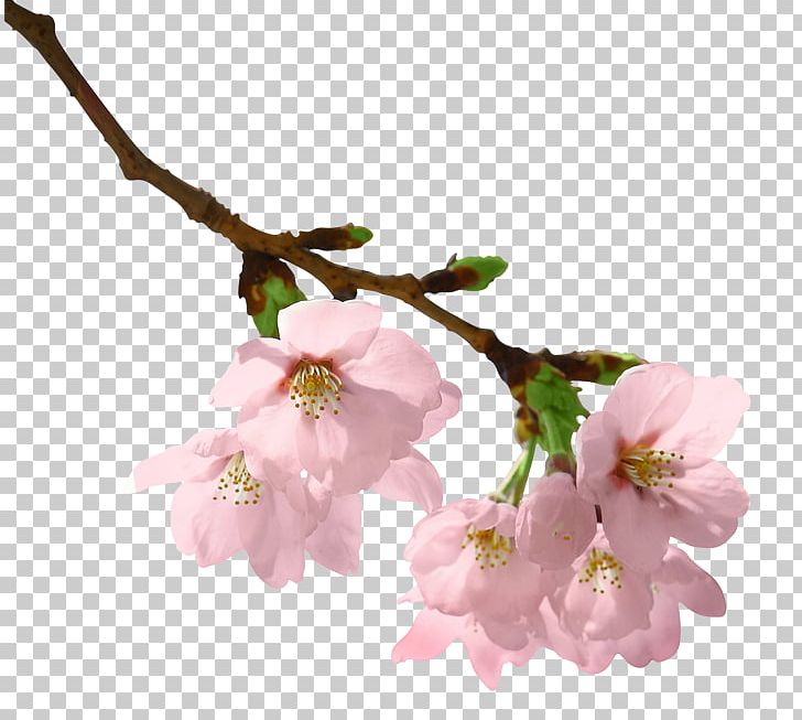 Branch Paper Tree PNG, Clipart, Blossom, Blossoms, Blossoms Vector, Branch, Bud Free PNG Download
