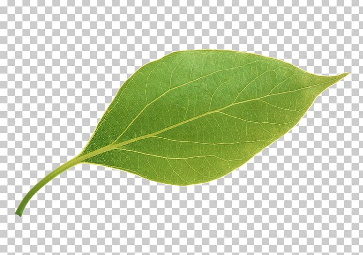 Leaf Apple PNG, Clipart, Apple, Apple Fruit, Apple Leaves, Apple Logo, Autumn Leaves Free PNG Download