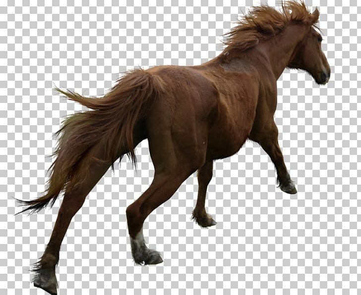 Mane Breyer Animal Creations Pony Mustang Model Horse PNG, Clipart, At Resimleri, Breyer Animal Creations, Canter And Gallop, Horse, Horse Like Mammal Free PNG Download