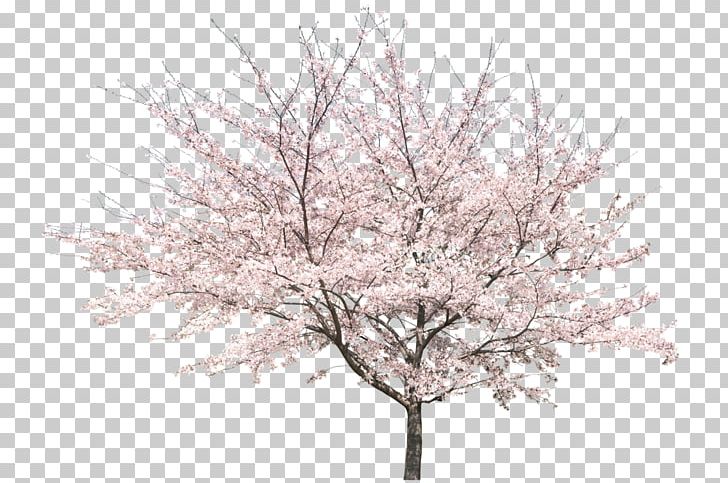 Tree Peach Cherry Blossom PNG, Clipart, Bloom, Blossom, Blossoms, Branch, Cherry Free PNG Download