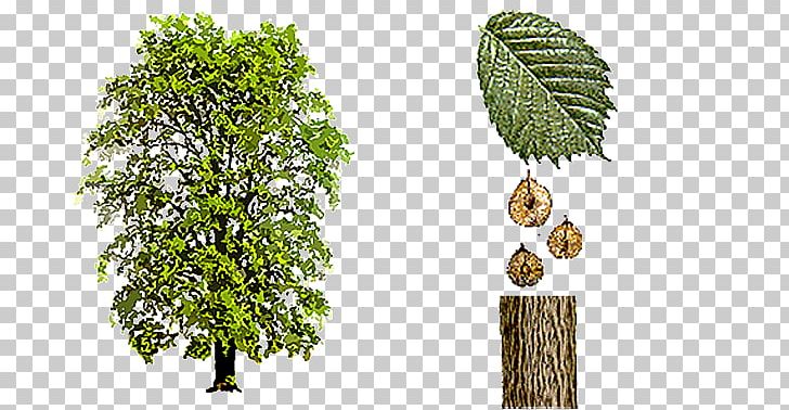 Ulmus Minor Ulmus Glabra Ulmus × Hollandica Tree Ulmus Laevis PNG, Clipart, Branch, Dutch Elm Disease, Elm, Evergreen, Flora Free PNG Download