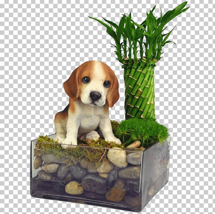 Beagle Harrier Puppy Dog Breed Companion Dog PNG, Clipart, Animals, Beagle, Breed, Carnivoran, Companion Dog Free PNG Download