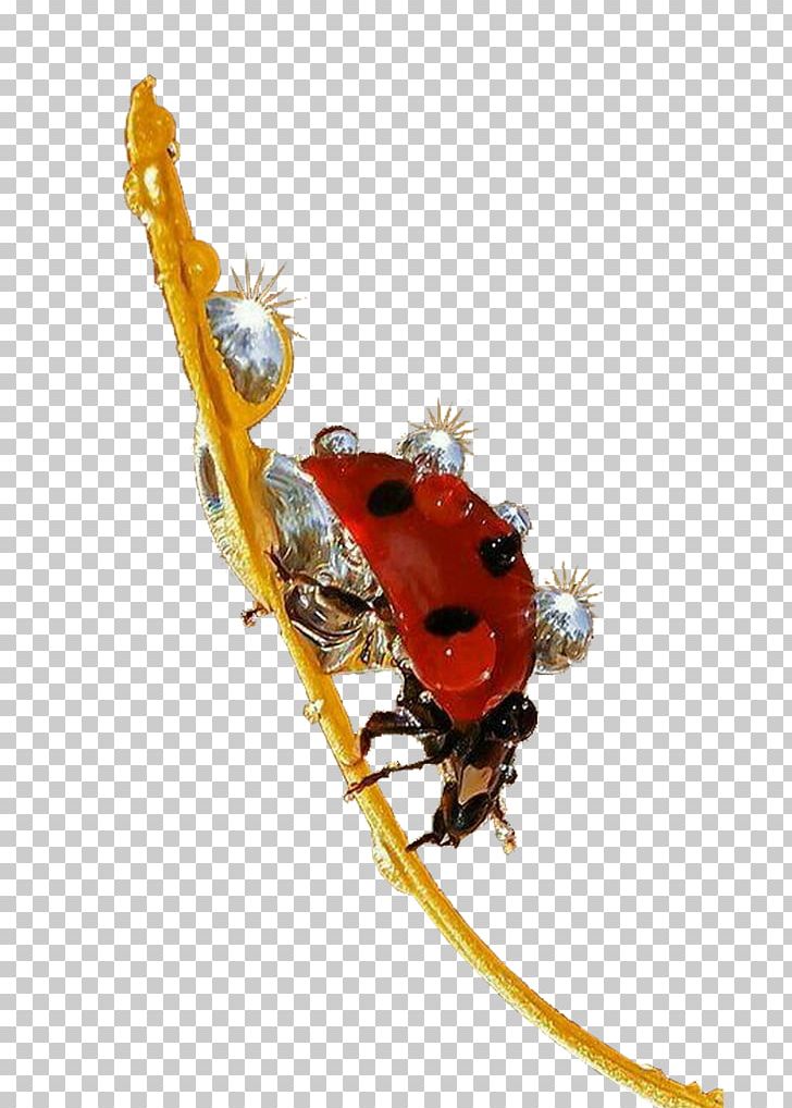 Beetle Ladybird Red PNG, Clipart, Beetle, Blue, Branches, Coccinella Septempunctata, Collocation Free PNG Download