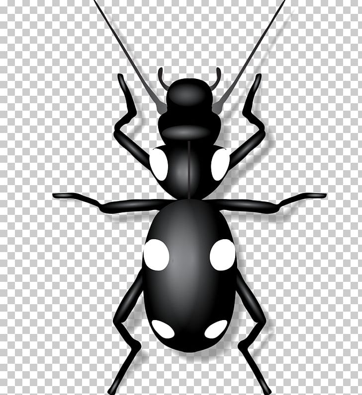 Insect PNG, Clipart, Animals, Background Black, Black, Black And White, Black Background Free PNG Download