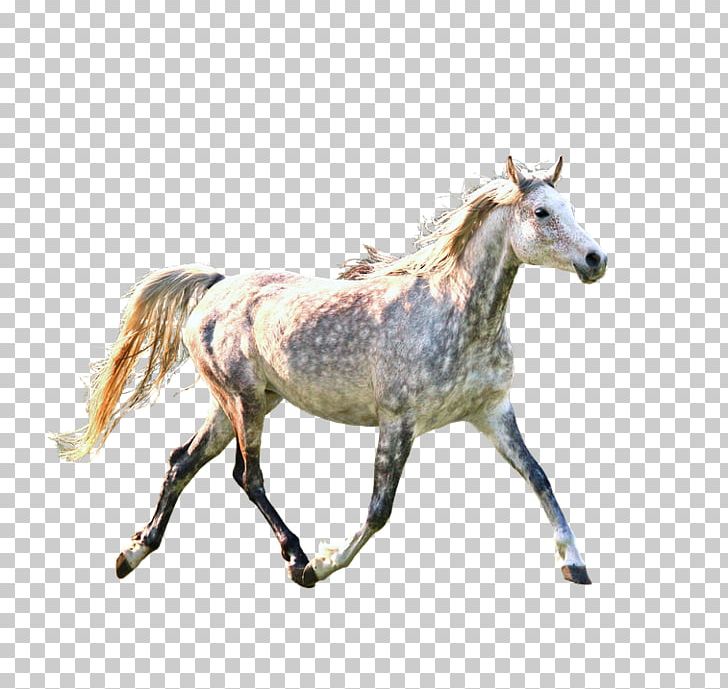 Mustang Mercedes-Benz Car Portable Network Graphics Pony PNG, Clipart, Animal Figure, Avatar, Car, Foal, Halter Free PNG Download