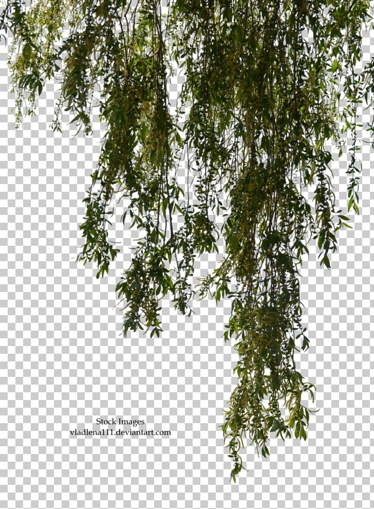 Photography Tree PNG, Clipart, Art, Birch, Birch Family, Branch, Deviantart Free PNG Download