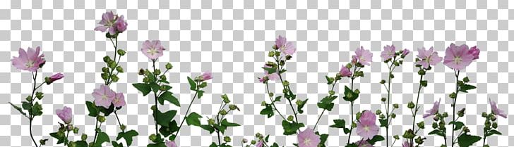 Plant Flower Garden Roses Centifolia Roses PNG, Clipart, Centifolia Roses, Cut Flowers, Deco, Desktop Wallpaper, English Lavender Free PNG Download