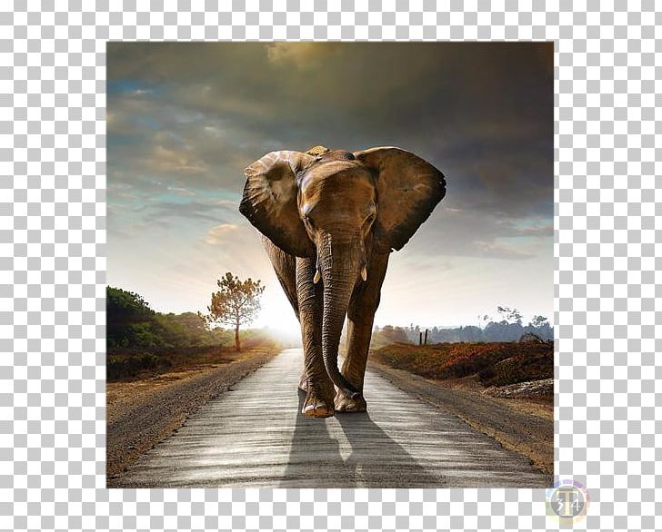 African Bush Elephant Elephants Desktop Mural PNG, Clipart, African Elephant, Animal, Animals, Big Five Game, Desktop Wallpaper Free PNG Download