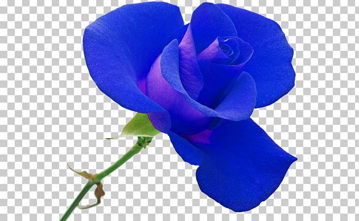 Rose Red Orange PNG, Clipart, Annual Plant, Blue, Blue Rose, Cobalt Blue, Cut Flowers Free PNG Download