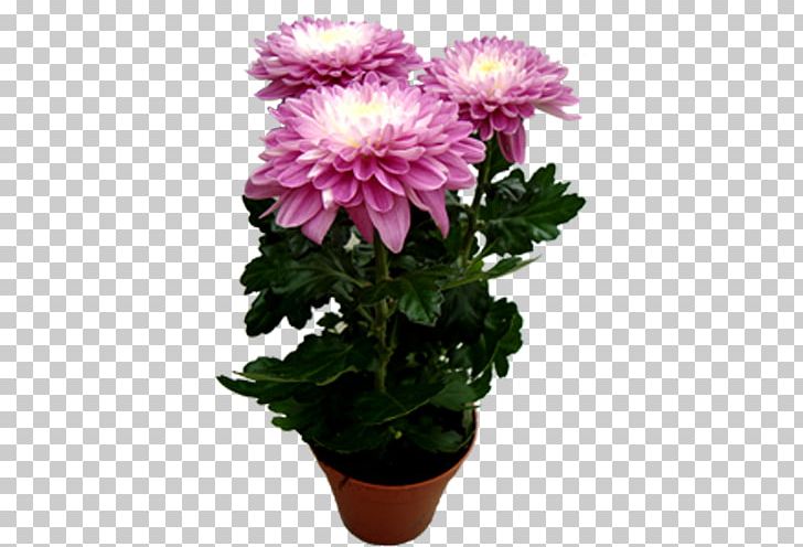 Chrysanthemum Marguerite Daisy Cut Flowers Transvaal Daisy Houseplant PNG, Clipart, Annual Plant, Argyranthemum, Aster, Chrysanthemum, Chrysanths Free PNG Download