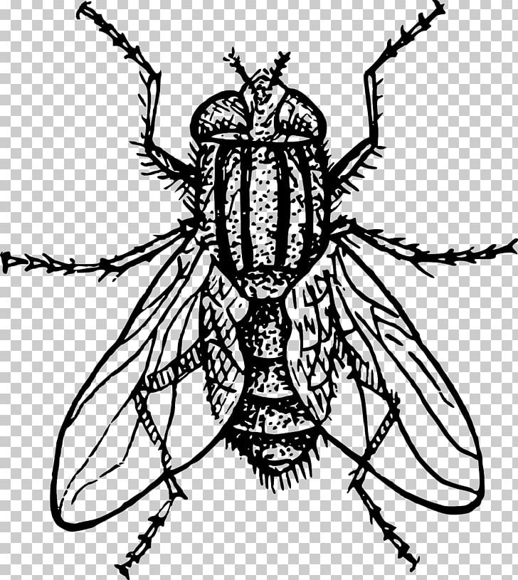 Housefly Drawing PNG, Clipart, Animals, Art, Arthropod, Artwork, Black And White Free PNG Download