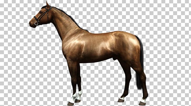 Mane Mustang Stallion Foal Mare PNG, Clipart, Animal Figure, Bridle, Colt, Foal, Halter Free PNG Download