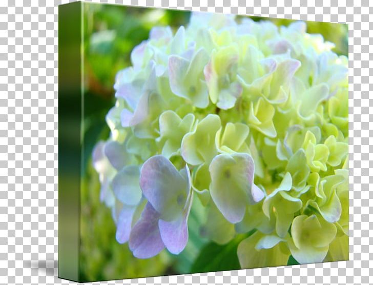Printmaking Floral Design Hydrangea Canvas Print Printing PNG, Clipart, Art, Canvas Print, Cornales, Fine Art, Floral Design Free PNG Download