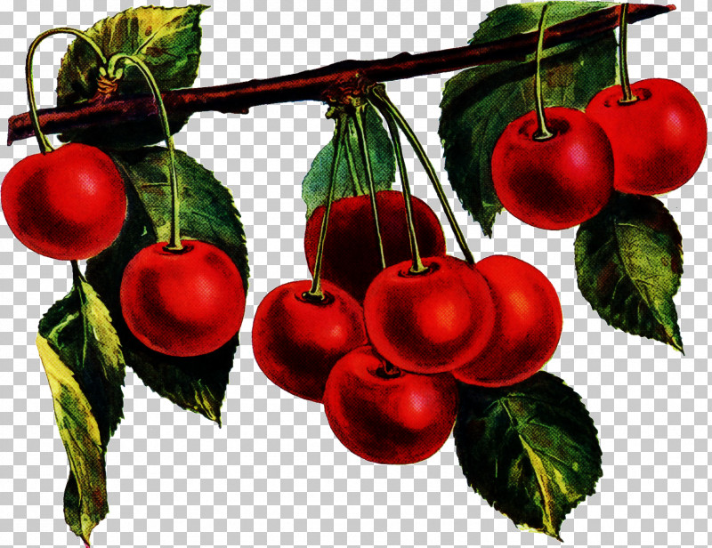 Cherry Plant Fruit Leaf Tree PNG, Clipart, Accessory Fruit, Acerola Family, Berry, Cherry, Chinese Hawthorn Free PNG Download