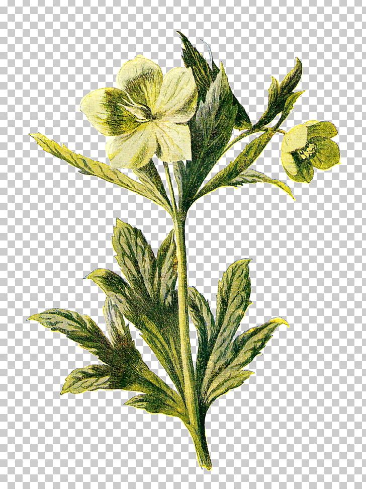 Wildflower PNG, Clipart, Art, Diagram, Flower, Flowering Plant, Hellebore Free PNG Download