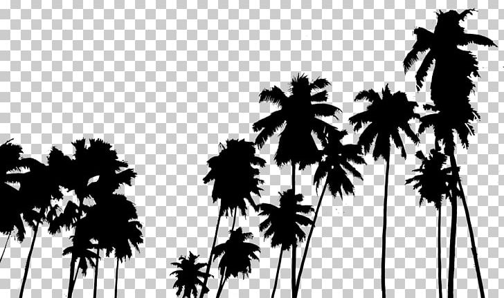 Arecaceae Tree Plant PNG, Clipart, Arecaceae, Arecales, Black And White, Borassus Flabellifer, Branch Free PNG Download