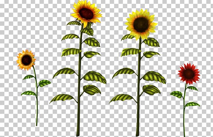Common Sunflower Drawing PNG, Clipart, Cartoon, Clip Art, Common Sunflower, Daisy Family, Drawing Free PNG Download