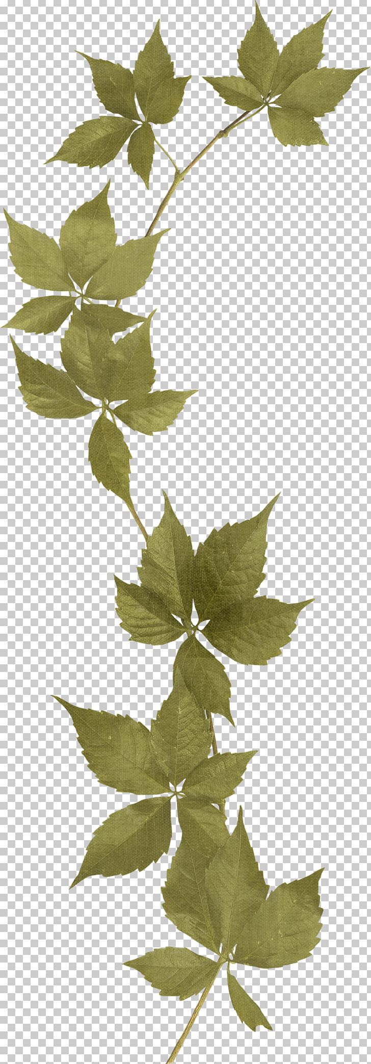 Flower Rose PNG, Clipart, Adobe Illustrator, Animation, Background Green, Branch, Branches Free PNG Download