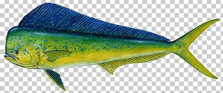 Mahi-mahi Fishing Wahoo Big-game Fishing PNG, Clipart, Animal Figure, Atlantic Bluefin Tuna, Biggame Fishing, Bony Fish, Dolph Free PNG Download