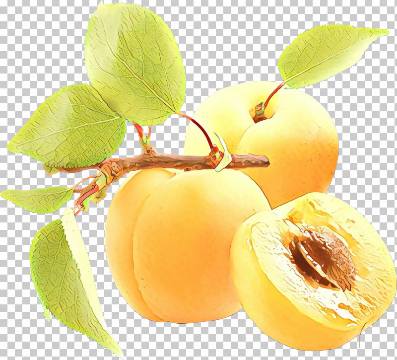 Fruit Tree PNG, Clipart, European Plum, Food, Fruit, Fruit Tree, Leaf Free PNG Download