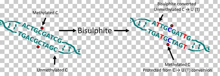 Cytosine DNA Methylation Methyl Group PNG, Clipart, Angle, Area, Bisulfite, Brand, Cell Free PNG Download