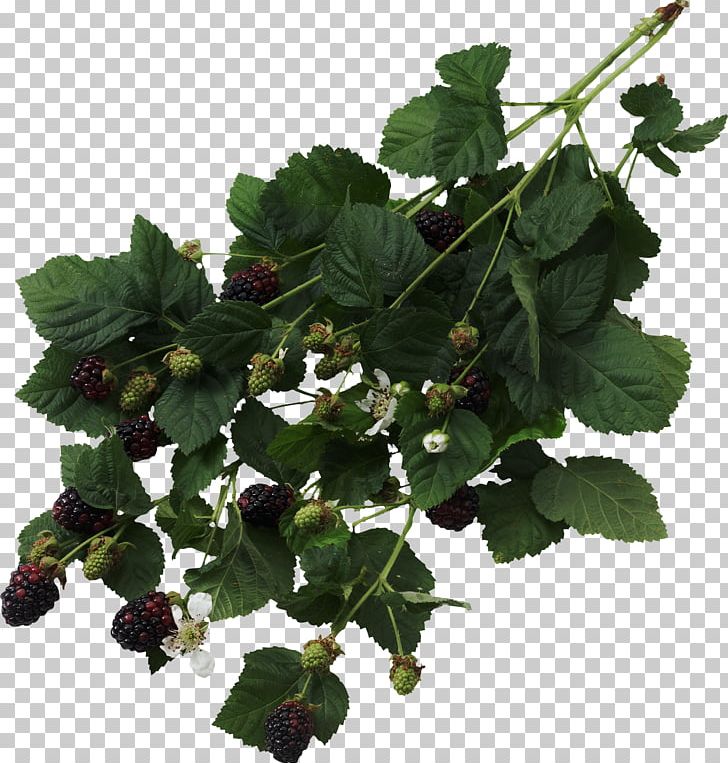 Blackberry Fruit Thorns PNG, Clipart, Amora, Auglis, Berry, Blackberry, Black Raspberry Free PNG Download