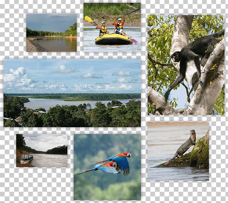 Chalalan Rurrenabaque Chalalán Lake Tuichi River Otuquis National Park And Integrated Management Natural Area PNG, Clipart, Accommodation, Backpacker Hostel, Bayou, Boat, Bolivia Free PNG Download