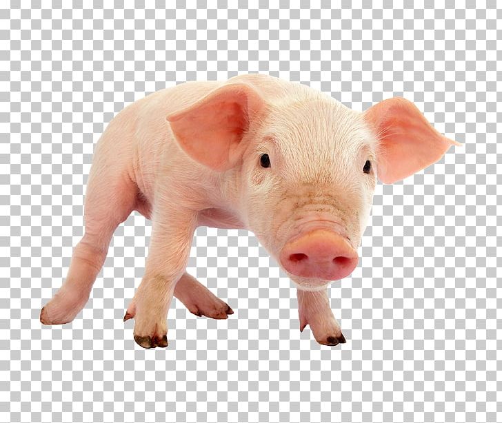 Domestic Pig Piglet PNG, Clipart,  Free PNG Download