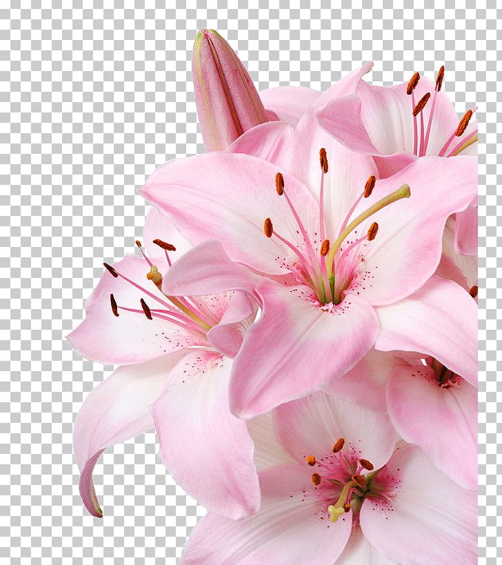 Lilium Candidum Flower Pink Stock Photography PNG, Clipart, Blossom, Cherry Blossom, Color, Cut Flowers, Floristry Free PNG Download