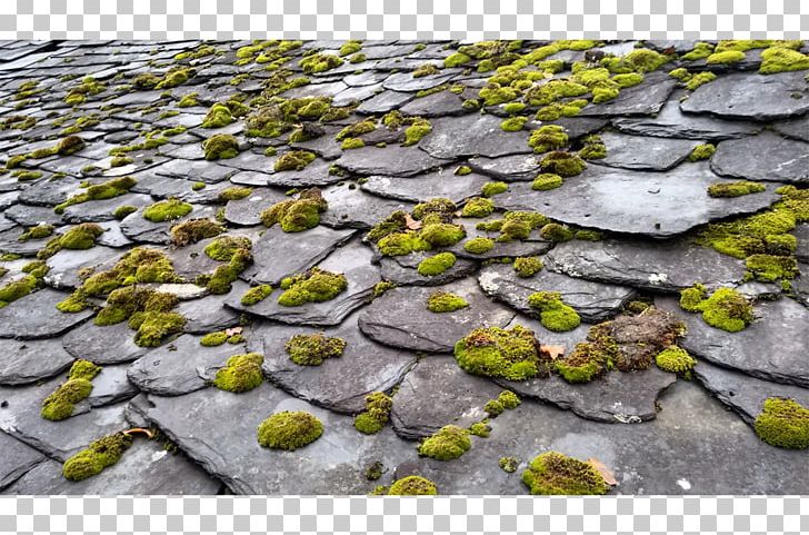 Moss PNG, Clipart, Grass, Moss, Non Vascular Land Plant, Plant, Rock Free PNG Download