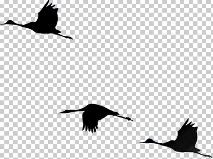 Bird Flight Cygnini PNG, Clipart, Animals, Asuka, Beak, Bird, Bird Cage Free PNG Download